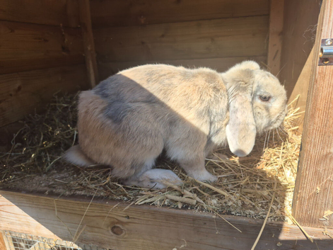 rabbit