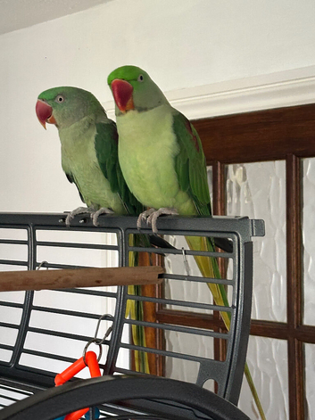 Bonded Breeding Pair of Alexandre Alexandrine Parrots + Large Cage