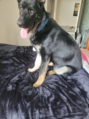 German shepherd