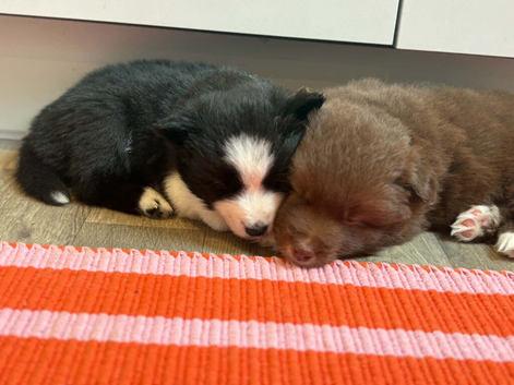 Three Pomsky Babies