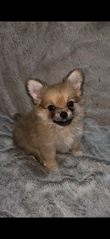 2 beautiful pomchi puppies
