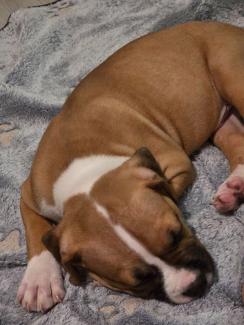 American bulldog puppy