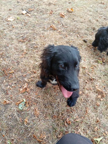 Cocker spaniel flat coat mixed puppies