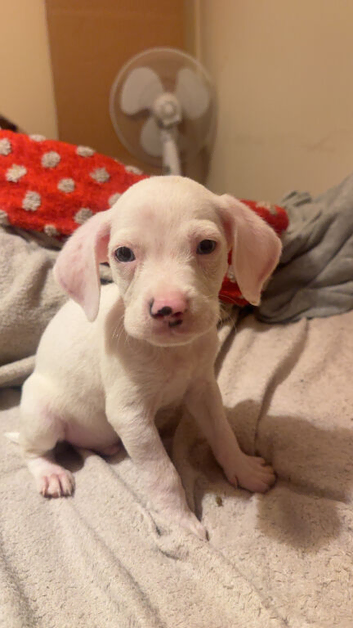 Pocket bully X beagle puppy
