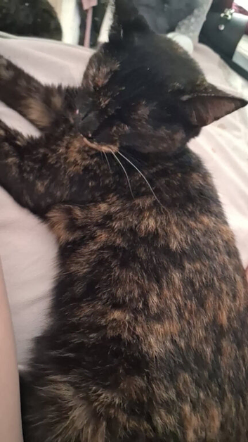 Tortie female