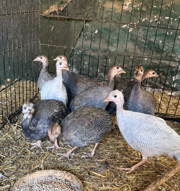 Guinea fowl keets