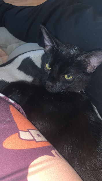 7 month old male kitten
