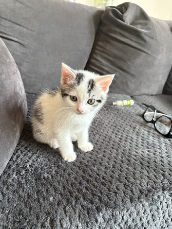 Kittens for sale