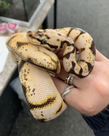 Ball python mixed morph for sale