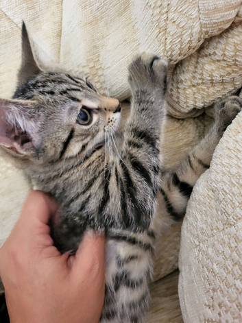 Mix-syberian-british kittens