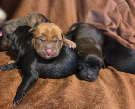 Shar-Pei Cockerpoo