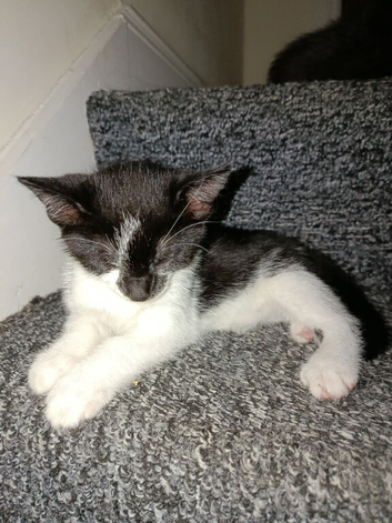 Kittens for sale