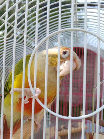 Pineapple Conure