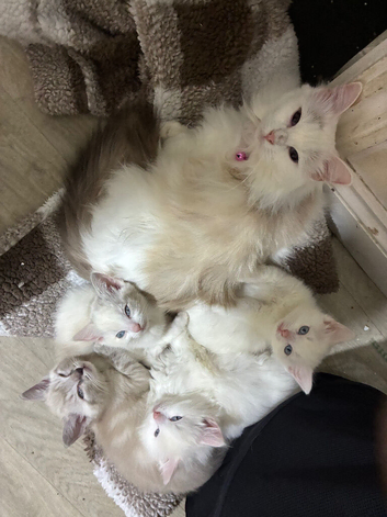 Ragdoll kittens