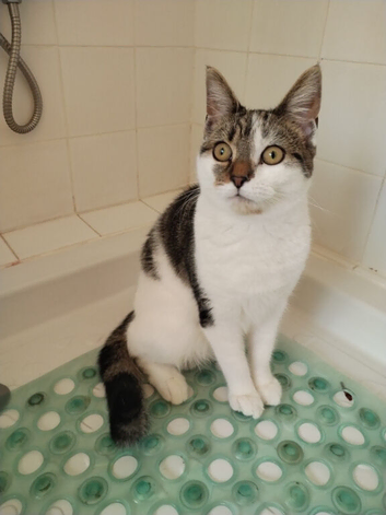 British Short Hair Maine coone cross kitten