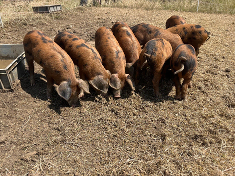 Oxford Sandy and Black Pigs