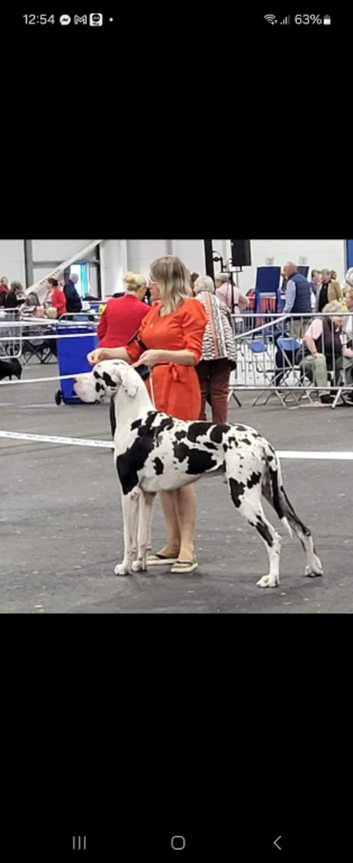 Zeus kc great dane stud only