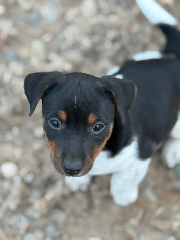 Beautiful Jack Russell puppies