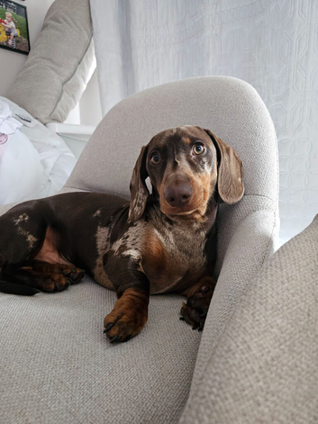 Dachshund for sale Torquay