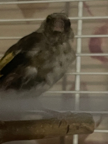 3x goldfinches 2026
