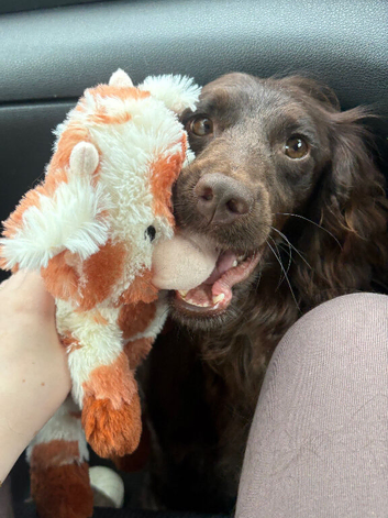 Cockapoo female
