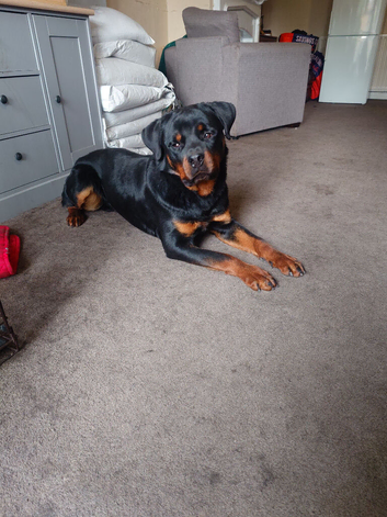 Rottweiler male top male