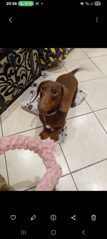 Dashound boy