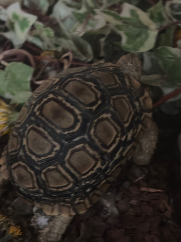 Leopard tortoise for sale