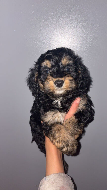 Last boy cockapoo