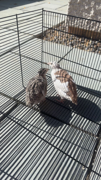 Quail