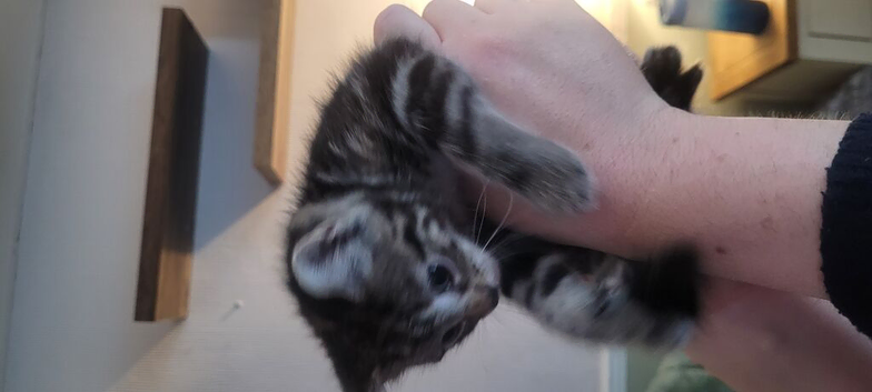 1 beautiful kitten left