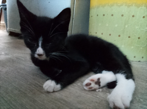 Lovely kittens