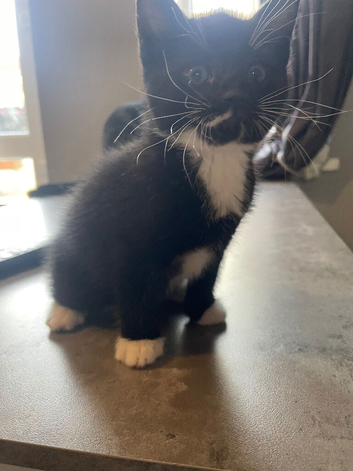 Ready now 4 kittens for sale