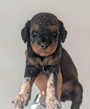 F1BB cockapoo puppies