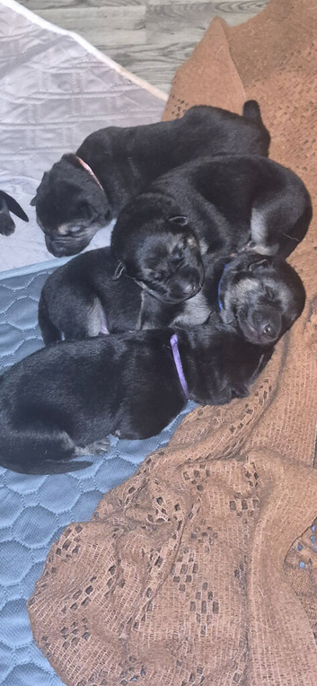 East european shepherd puppies