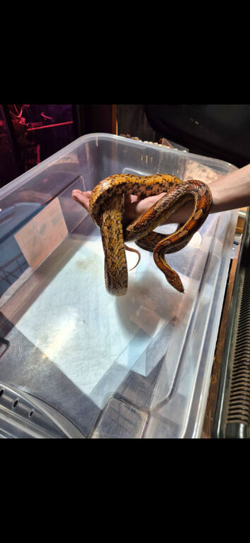 2 female corn snakes
