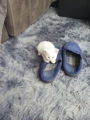 2 kittens for sale