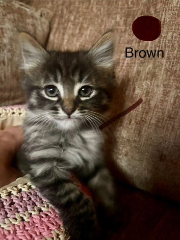 4 kittens left