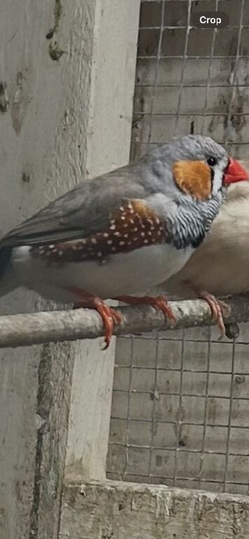 Zebra finch