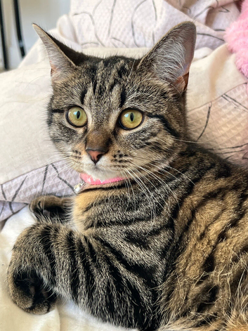 Tabby cat