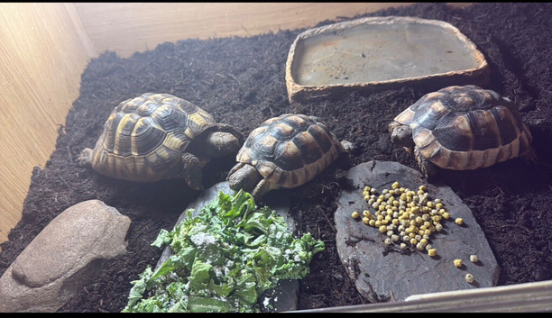 Tortoises for sale