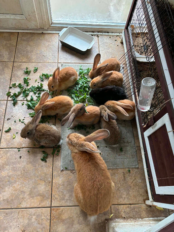 Continental x French lop baby&rsquo;s