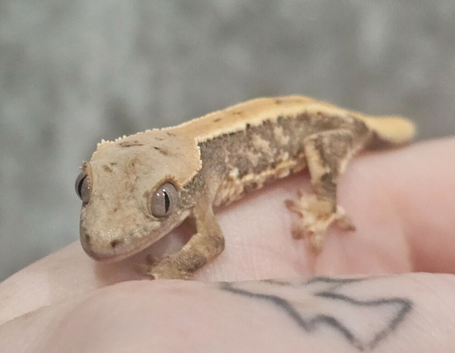 Beautiful hatchling crested geckos