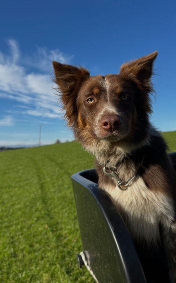 Red collie stud dog