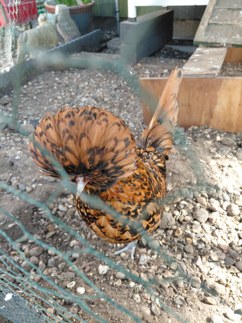 Polish Bantam Gold Lace