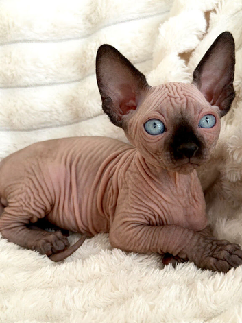 Beautiful Canadian Sphynx Kittens &ndash; 10 Weeks Old | 3 Boys & 1 Girl