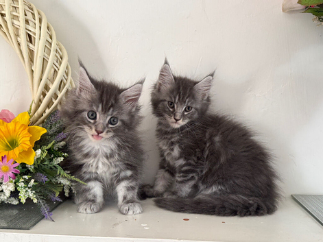 Beautiful TICA reg Maine coon kittens