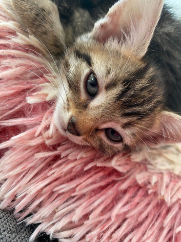 2 female tabby kittens