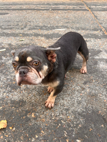 French Bulldog for Sale Female &ndash;&pound;350