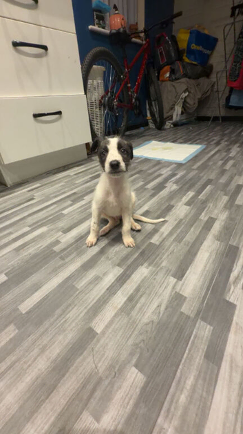 Saluki deerhound 8 weeks old